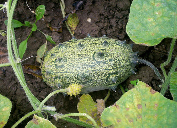 Cucumis metuliferus - Wikimedia Commons