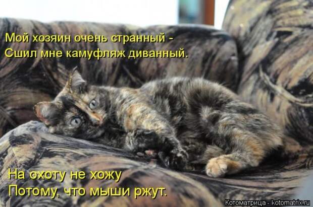 Лучшие котоматрицы недели