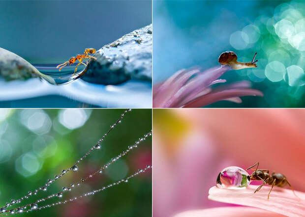 Макроснимки Miki Asai.
