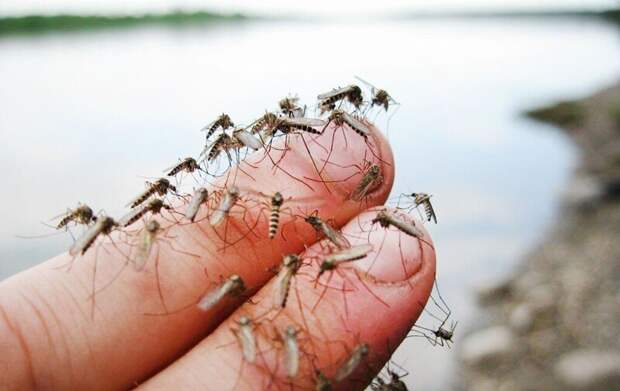 На Камчатке бушуют "комариные" смерчи