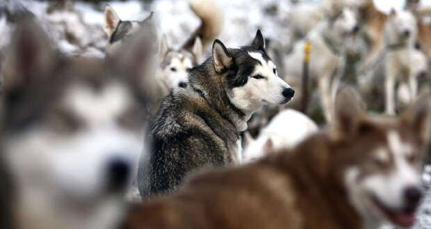 Хаски Великолепный