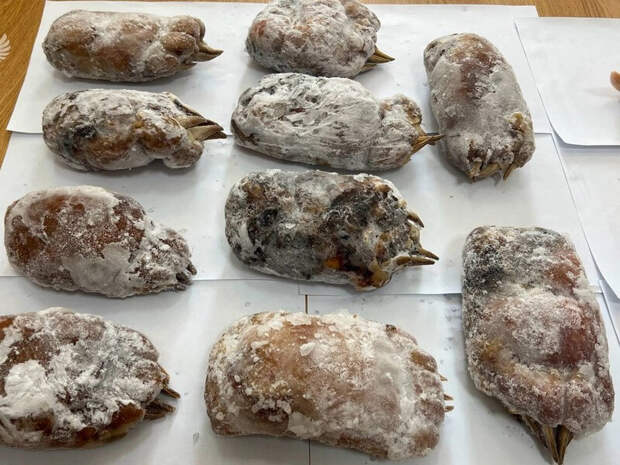 Сахалинские таможенники изъяли лапы гималайского медведя у корейского механика