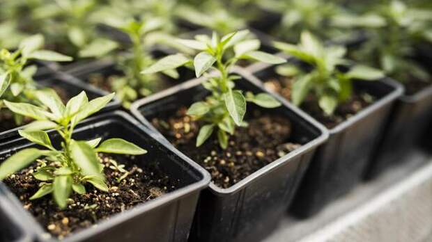 Эликсир жизни для рассады: как с помощью одной подкормки удвоить урожай