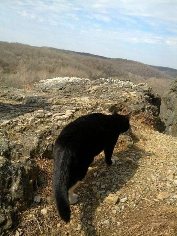 кот