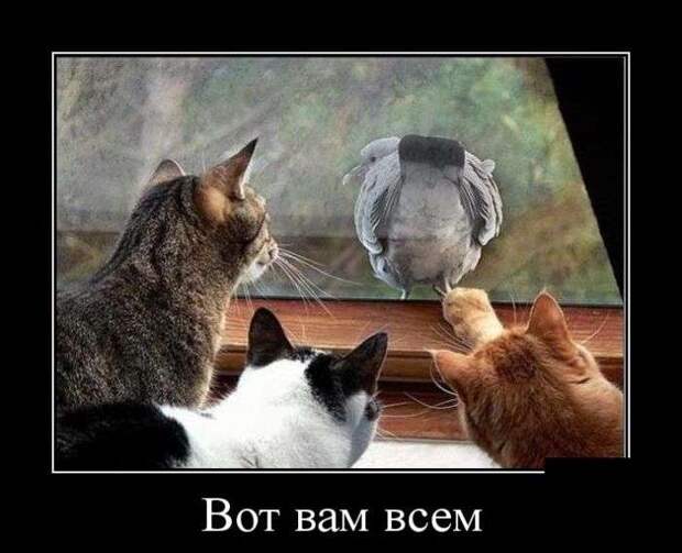 Классная демотивация Классная демотивация