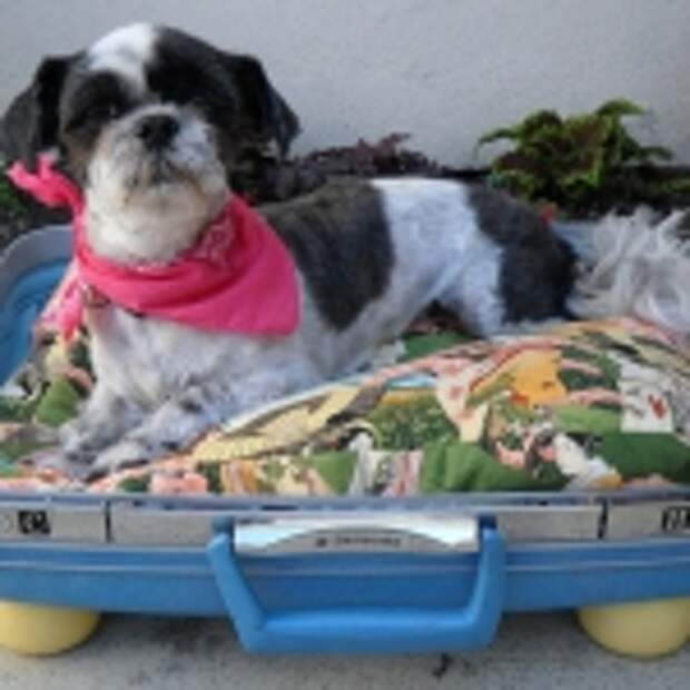 recycled-suitcase-ideas-pets-bed4.jpg