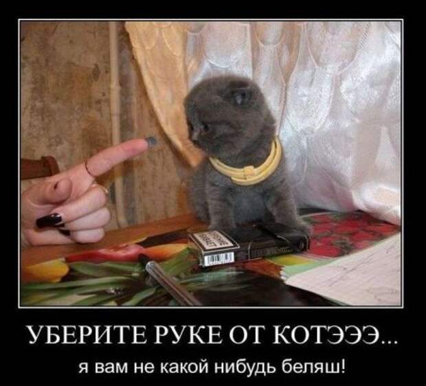 Демотиваторы про котэ и не только.