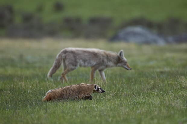 Badger And Coyote
