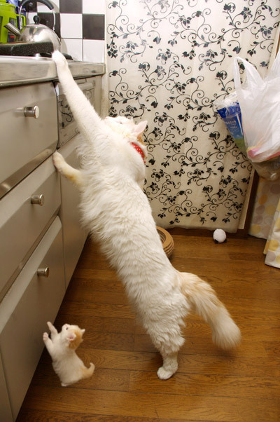 кошка и котенок 