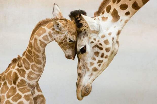14 трогательных и забавных фото диких животных с их очаровательными детенышами