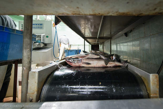 Рыбный завод в Магадане