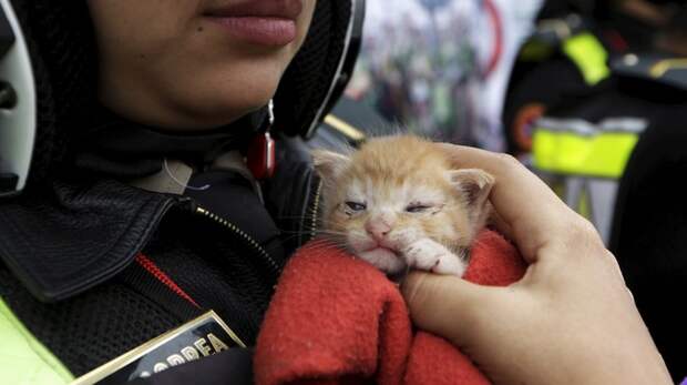 Police officer Gisella Baigorrea with rescued kitten Joel