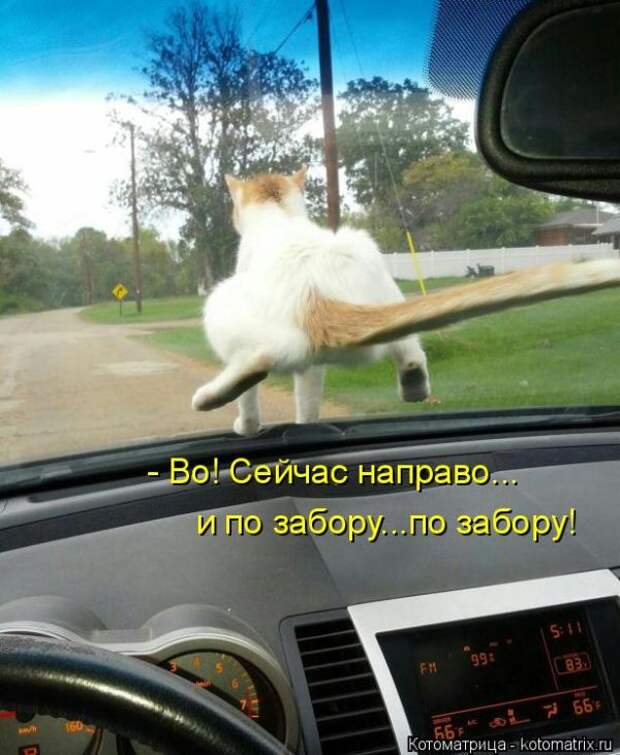 Лучшие котоматрицы недели (50 фото)