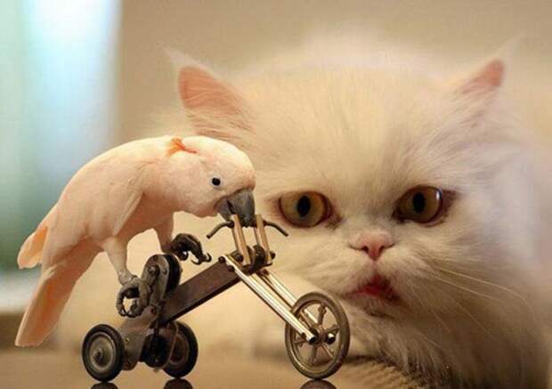 1357981441_35-animal-21 (700x493, 65Kb)
