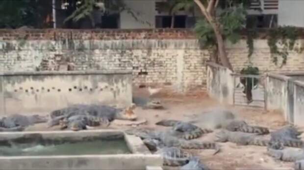 Daily Mail: В Камбодже 72-летний фермер упал в вольер к подопечным крокодилам и был разодран