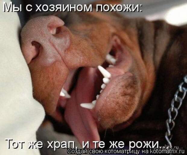 Подборка Котоматриц 2010 - Выпуск 28