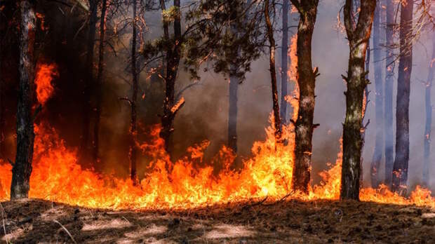 Рослесхоз: пожароопасный сезон начнется в апреле