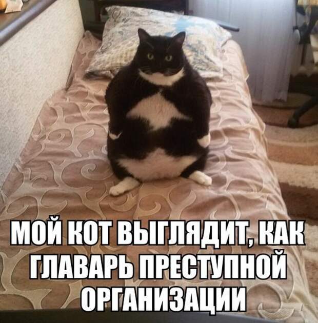 Смешные картинки с надписями прикол, юмор