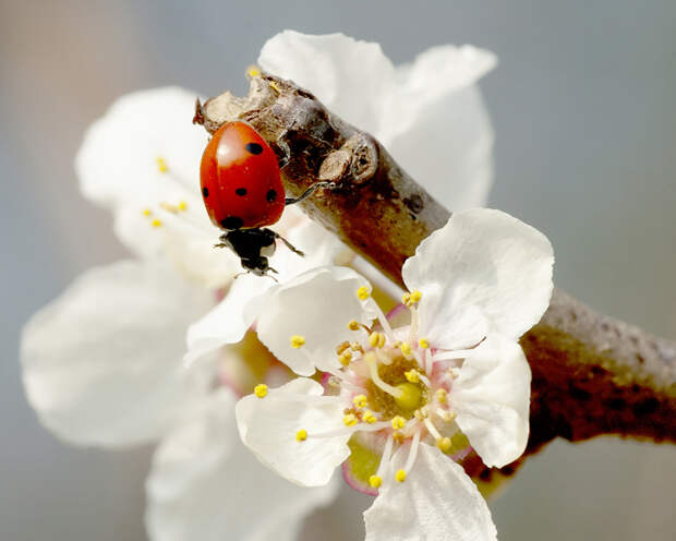 божья коровка Источник фото: flickr.com/afterforty‽ Божьи коровки