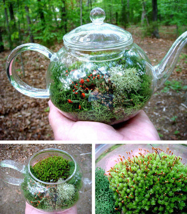 18. Террариум в чайнике миниатюрный, пространство, растение, сад
