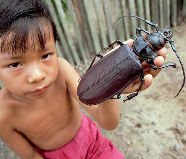Самый большой жук. Самые большие животные, животные, рекорды