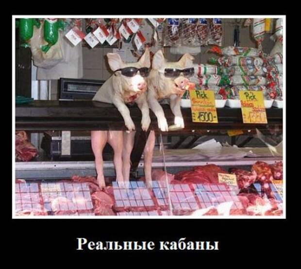 Мои демотиваторы, оцените творчество.