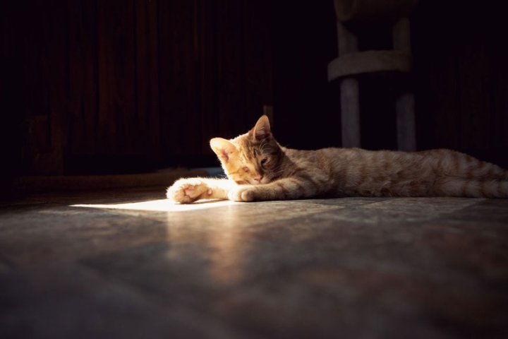 самый большой приют для кошек (7)