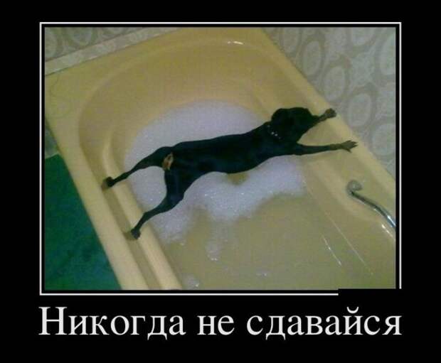Пятничная подборка демотиваторов  демотиватор, юмор