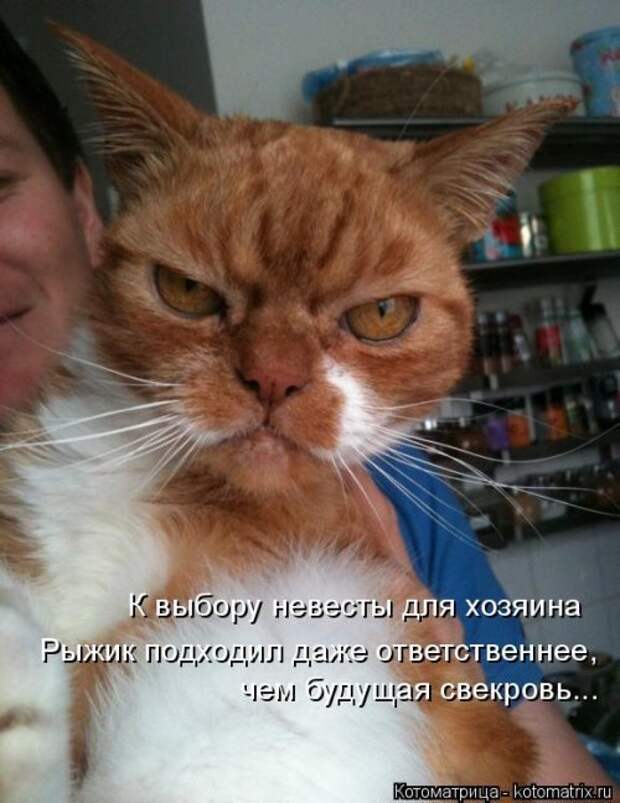 Котоматрица недели (31 фото)
