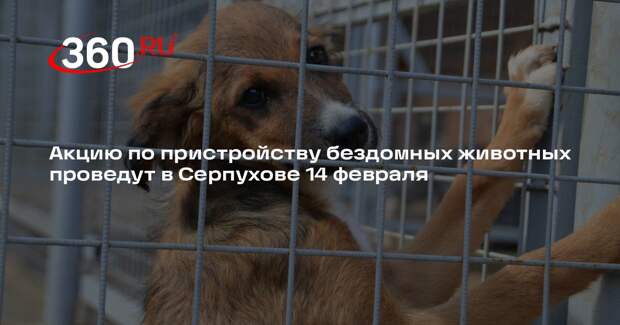 Акцию по пристройству бездомных животных проведут в Серпухове 14 февраля