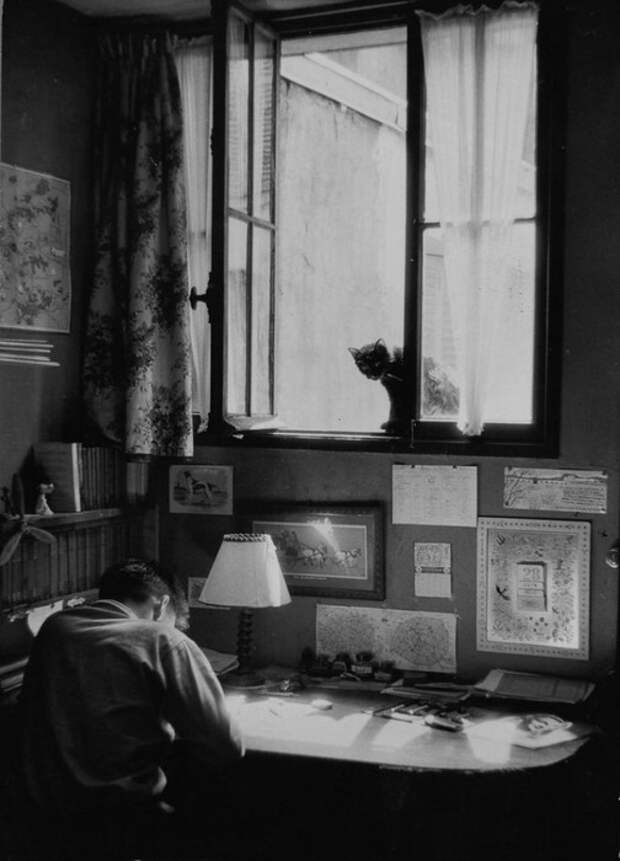 chat-paris-photos-Willy-Ronis-e1429716486810 (504x700, 65Kb)