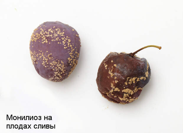 монилиоз слива