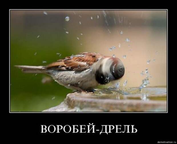 Ржачные демотиваторы, прикольные картинки.