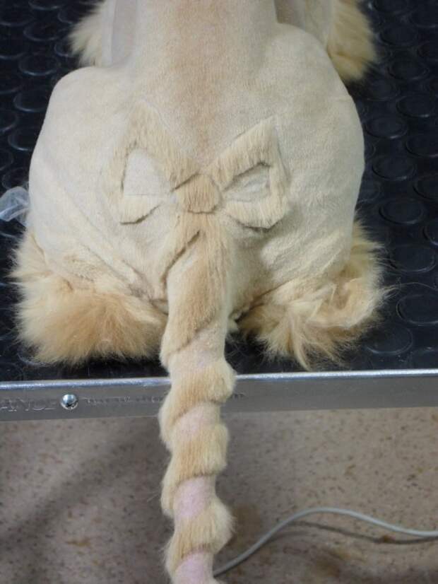 котики остриженные 