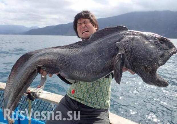 Возле Фукусимы поймали огромного морского монстра (ФОТО+ВИДЕО) | Русская весна