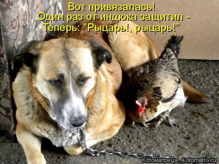 Лучшие котоматрицы недели