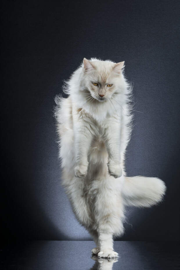 9 смешных фото котиков, которые научились стоять на двух лапах