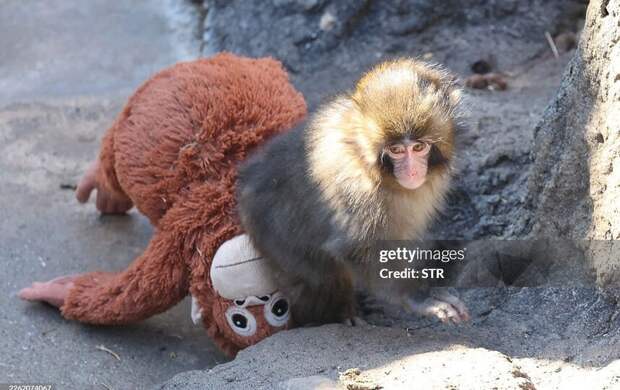В Московском зоопарке раскрыли тайну Панча и сообщили: отбирать игрушку нельзя