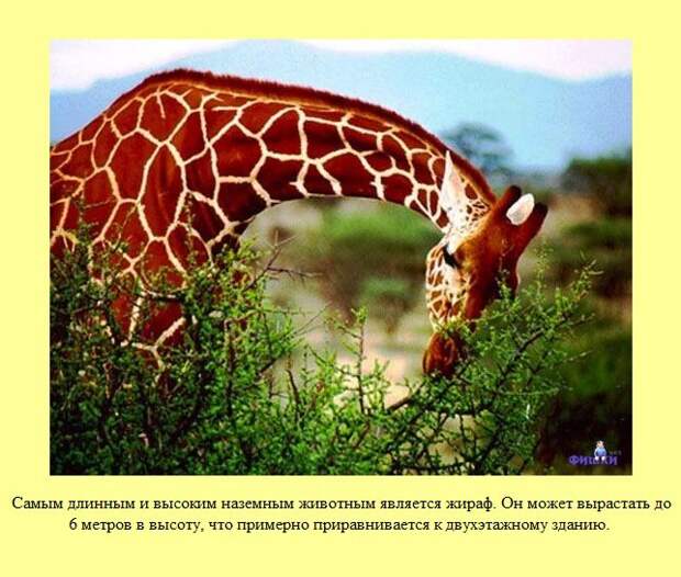 Знаете ли Вы?. Часть 15. (30 фото)
