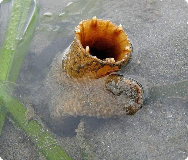 Гуидак (лат. Panopea generosa)