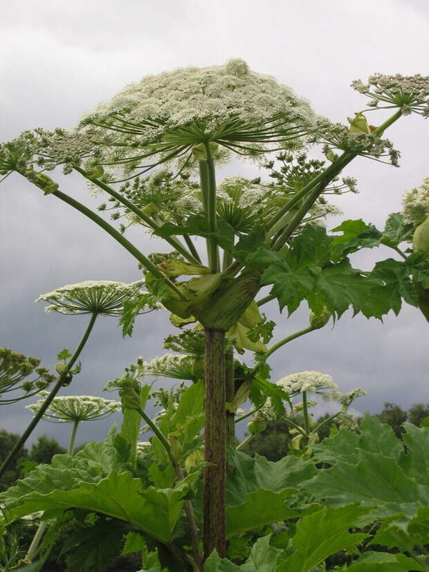 Юристы предупредили: россиян начнут штрафовать за борщевик на дачах