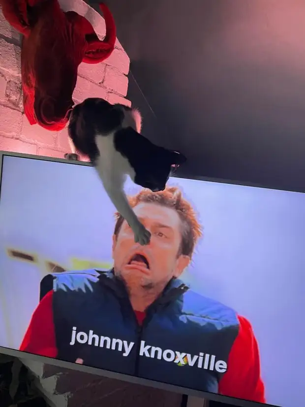 Позитив и юмор в смешных фотографиях