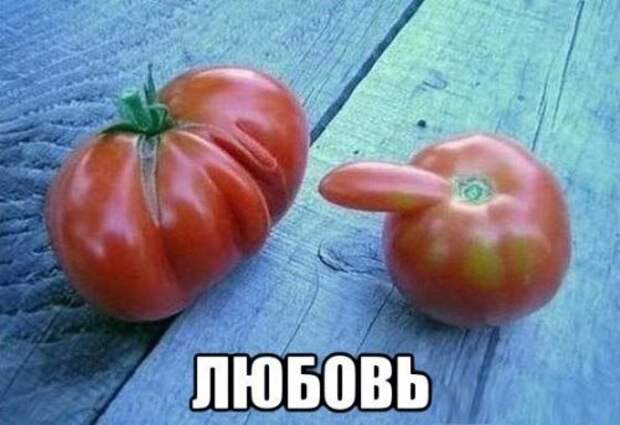 Забавные фотомемы (15 шт)