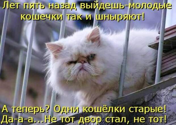 Прикольные и смешные зверюшки # 34
