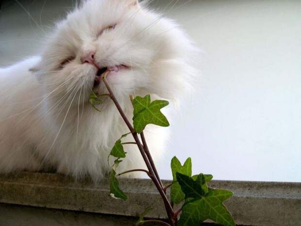 Коты,кошки,котята...