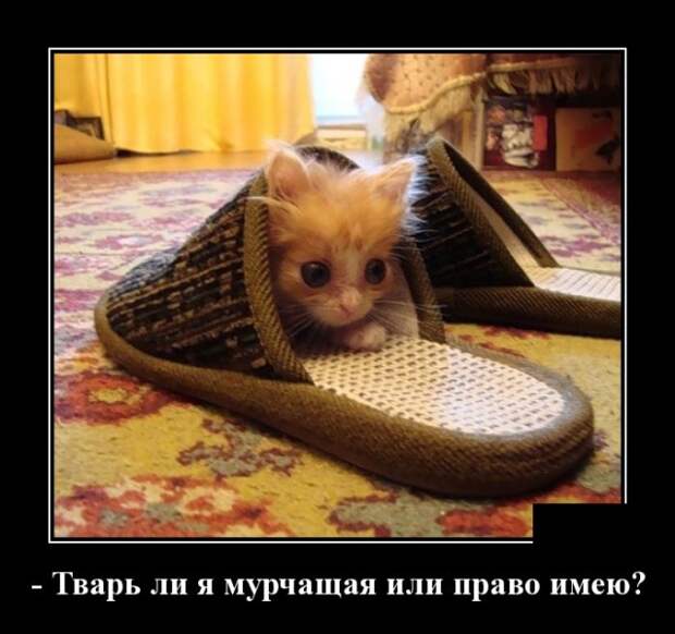 Демотиваторы (30 фото)