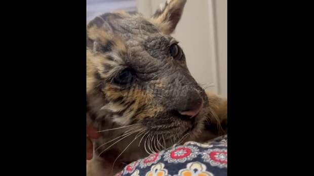 Video: VivaCut_video_1735905977240_1080HD.mp4