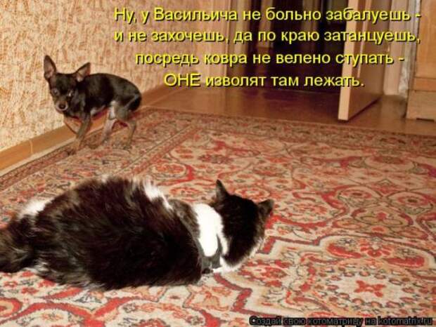 Котоматрицы(картинки с надписями)