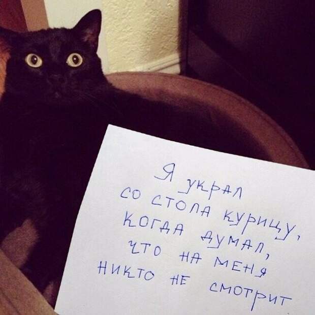 Только посмотрите на их глаза "по 5 рублей" Только посмотрите на их глаза "по 5 рублей"