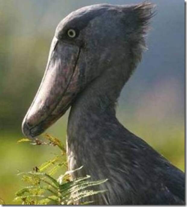 _shoebill